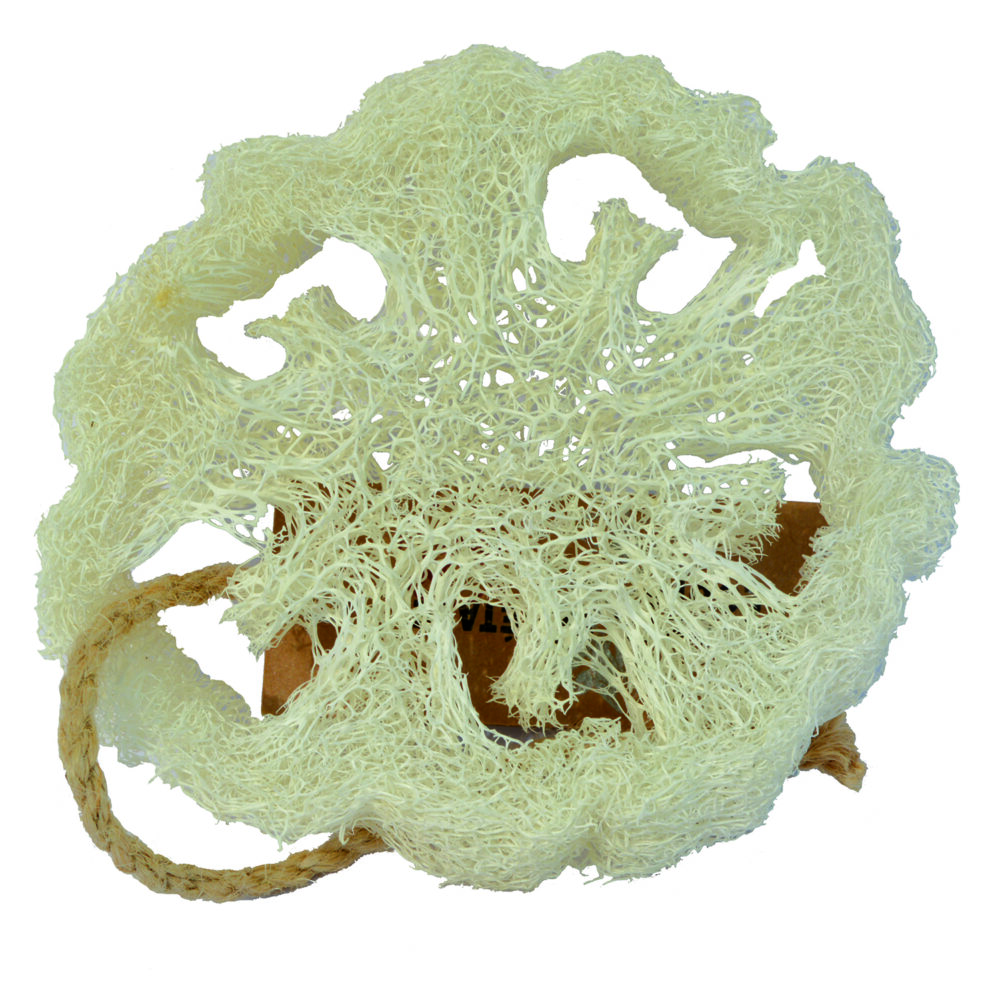 ASPONG01 | Plak Loofa